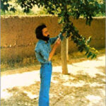 سهراب سپهری . كاشان، قريه چنار، سال ۱۳۵۶